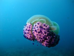 Biologie Sous-marine… saison 2021