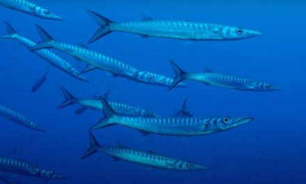 LA BIO POUR LES NOUVEAUX : LE BARRACUDA